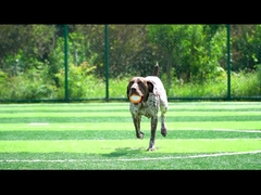 개 들 을 위한 보컬 오렌지